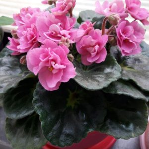 گیاهچه بنفشه آفریقایی واریته Rococo Pink- گل صورتی