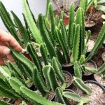 ساکولنت استاپیلا (estapilla succulent) - سایز گلدان 8 به بالا