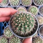 کاکتوس اکانتو کالیسوم (Acanthocalycium cactus) - سایز گلدان شش