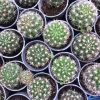 کاکتوس ژمینو خاص کد 122 (gymno cactus) - سایز گلدان شش