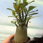 آدنیوم مینیاتوری (Adenium) پرشاخه سایز گلدان شش - آماده برای ساخت بن سای