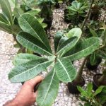 فروش 35 عدد آدنیوم سایز بزرگ روی گل- مخلوط آبسوم و عربیکوم