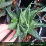 هاورتیا لیموفیلیا سبز گرفته شده از مادری ابلق (Haworthia Limifolia ) – سایز گلدان ده