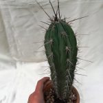 کاکتوس تیغ بلند STETSONIA CORYNE