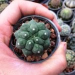 کاکتوس ماتوکانا مدیسونیورم (Matucana Madisoniorum Cactus) - سایز گلدان شش