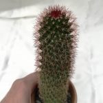کاکتوس مامیلاریا روی گل گلدان سفالی(mamillaria cactus)