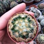 کاکتوس مامیلاریا کارمنا ( Mammillaria Carmenae Cactus) - سایز گلدان شش