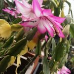 کاکتوس کریسمس ابلق گلدار پیوندی روی پرسکیا Schlumbergera Cactus Varigated