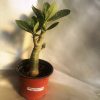 گیاهچه دوساله آدنیوم نژاد سوکوترانوم اصل (adenium socotranum) -سایز گلدان 10