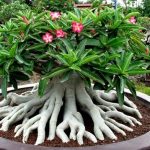 گیاهچه دوساله آدنیوم نژاد سوکوترانوم اصل (adenium socotranum) -سایز گلدان 10