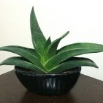 گیاهچه گاستریا کلکسیونی اسیناسیفولیا (Gasteria acinacifolia) - سایز گلدان چهارده