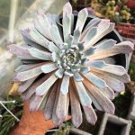 ساکولنت اچوریا خاص کلکسیونی ( Echeveria ) - سایز گلدان 14