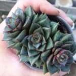 ساکولنت اچوریا پرپوزوریم سه کله ( Echeveria Pourposorum) - سایز گلدان هشت