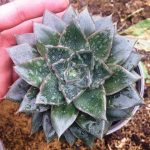 ساکولنت اچوریا پرپوزوریم مادری ( Echeveria Pourposorum) - سایز گلدان 14