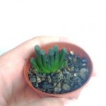 هاورتیا ترانکاتا کلکسیونی کوچک (haworthia truncata ) - سایز گلدان شش