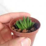 هاورتیا ترانکاتا گرین لایم دوساله ( haworthia truncata green lime ) - سایز گلدان شش