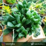 هاورتیا خاص و کلکسیونری مادری (haworthia ) - سایز گلدان ده