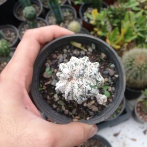 کاکتوس آستروفیتوم برفی پیوندی روی پایه میرتلو (Astrophytum Cactus Snow)