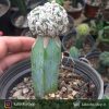 کاکتوس آستروفیتوم برفی پیوندی روی پایه میرتلو ( Snow Astrophytum Cactus Var.)- سایز گلدان ده