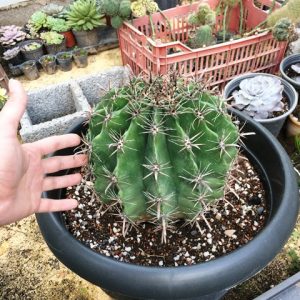 کاکتوس فرو هوریدوس سایز بزرگ (ferro horidos cactus) - قطر حدود 35سانت