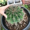 کاکتوس فرو هوریدوس سایز بزرگ (ferro horidos cactus) - قطر حدود 35سانت
