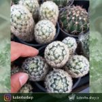 کاکتوس مامیلاریا کارمنا پربچه ( Mammillaria Carmenae Cactus) - سایز گلدان ده