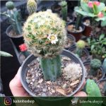 کاکتوس مامیلاریا کارمنا پیوندی روی پایه میرتلو (Mammillaria Carmenae Cactus)