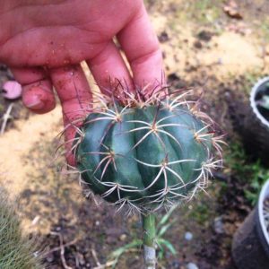 کاکتوس ملو پیوندی روی پایه پرسکیا (Mello Cactus)- در سه ارتفاع متفاوت