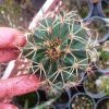 کاکتوس ملو پیوندی روی پایه پرسکیا (Mello Cactus)- در سه ارتفاع متفاوت