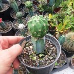 کاکتوس پیگما سرئوس پیوندی روی پایه میرتلو (cereus cactus)