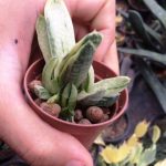 گاستریا ابلق گرین آیس پر بچه (Gasteria Green Ice Varigata)- سایز گلدان شش
