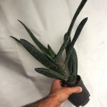 گاستریا کلکسیونی بیکالر مادری (Gasteria bicolor) - سایز گلدان ده