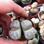 گلدان 2 عددی لیتوس رنگی ( Lithops-1) - سایز گلدان شش