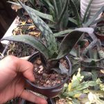 گیاهچه گاستریا کلکسیونی بیکالر (Gasteria bicolor) - سایز گلدان ده