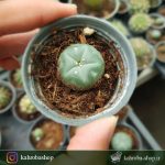 فروش لفوفورا ویلیامسی Lophophora Williamsii - سایز گلدان شش