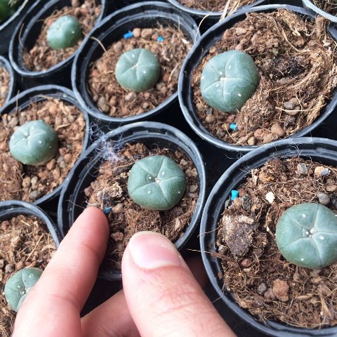فروش لفوفورا ویلیامسی Lophophora Williamsii - سایز گلدان شش