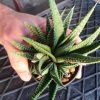 هاورتیا خاص و کلکسیونی مادری پر بچه (Haworthia pumila) - سایز گلدان هشت