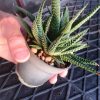 هاورتیا خاص و کلکسیونی مادری پر بچه (Haworthia pumila) - سایز گلدان هشت