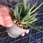 هاورتیا خاص و کلکسیونی مادری پر بچه (Haworthia pumila) - سایز گلدان هشت