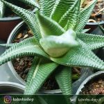 هاورتیا لیموفیلیا ابلق (Haworthia Limifolia Variegated) - سایز گلدان هشت