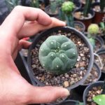 کاکتوس ماتوکانا مدیسونیورم پیوندی روی میرتلو (Cactus Matucana Madisoniorum )