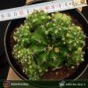 کاکتوس ژمینو مادری بچه زا ( cactus gymnocalycium ) - سایز گلدان ده