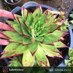 ساکولنت اچوریا آگاویدز ابونی ( Echeveria agavoides 'Ebony') - پاجوش