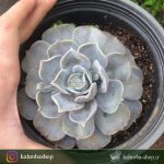 ساکولنت اچوریا لیلاسینا روی گل ( Echeveria lilacina ) - سایز گلدان 14