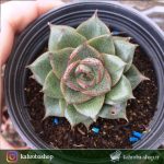ساکولنت اچوریا پرپوزوریم ( Echeveria Pourposorum) - سایز گلدان ده