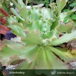 ساکولنت اچوریا گیبیفلورا مادری ( Echeveria gibbiflora ruffled)