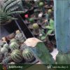 کاکتوس مامیلاریا کارمنا پیوندی روی پایه مادری میرتلو (Mammillaria Carmenae Cactus)