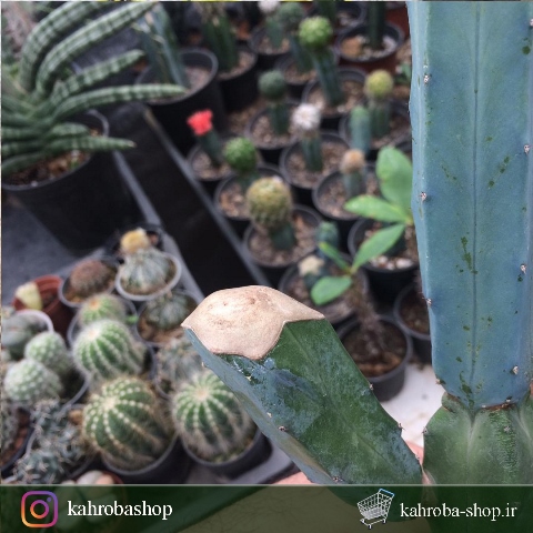 کاکتوس مامیلاریا کارمنا پیوندی روی پایه مادری میرتلو (Mammillaria Carmenae Cactus)