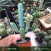 کاکتوس مامیلاریا کارمنا پیوندی روی پایه مادری میرتلو (Mammillaria Carmenae Cactus)