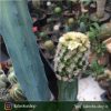 کاکتوس مامیلاریا کارمنا پیوندی روی پایه مادری میرتلو (Mammillaria Carmenae Cactus)